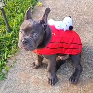 Peanuts Red Snoopy Dog Costume